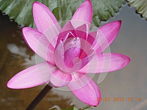 Beautiful Lotus