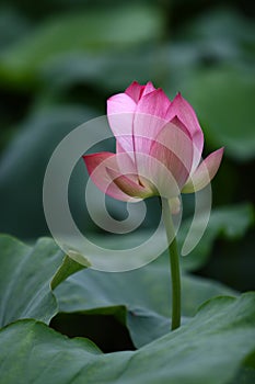 Beautiful lotus