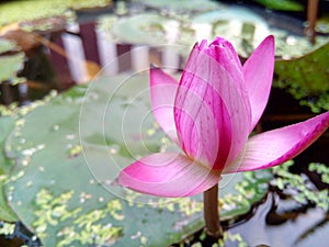 Beautiful lotus