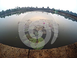 Beautiful Lotus in Angkor Wat Moat