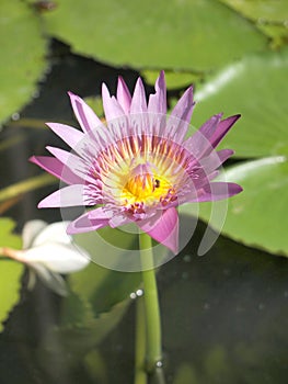 Beautiful lotus background