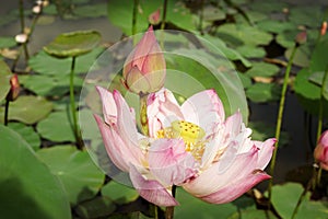 Beautiful lotus blooming