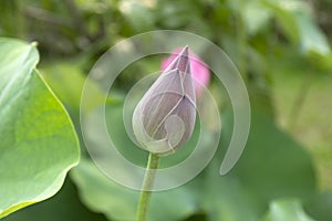 Beautiful lotus buds in the bright morning