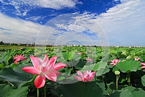 Beautiful Lotus Field under blue sky photo