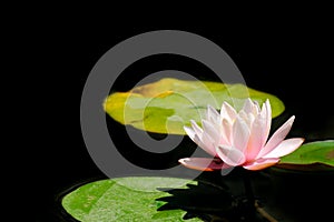 Beautiful lotus flower