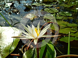 Beautiful lotus flower