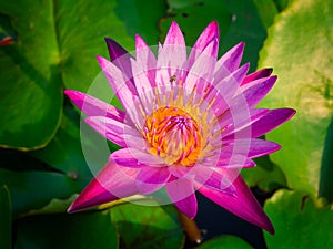 Beautiful lotus flower