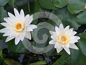 Beautiful Lotus flower