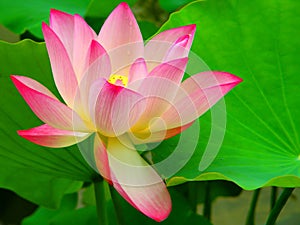 Beautiful Lotus Flower