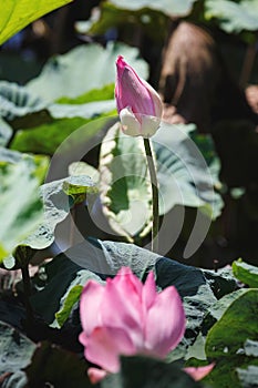 Beautiful lotus flower