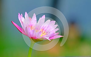 Beautiful lotus flower