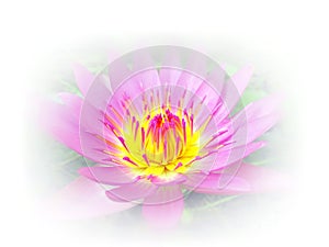 Beautiful Lotus Flower Against a White Background