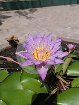 beautiful Lotus flower bloom in pond