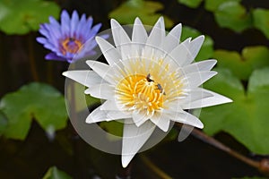 Beautiful lotus flower in blooming - Image