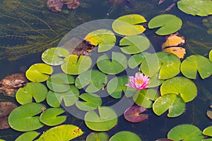 Beautiful lotus flower in blooming at sunset