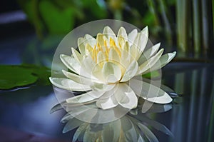 Beautiful lotus flower is complimented