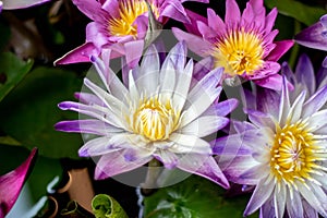 This beautiful lotus flower is complimented by the rich colors of the deep blue water surface. Saturated colors