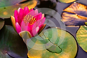 lotus flower Ellisiana or Tubtim Siam Water Lily blooming on pond