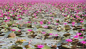 Beautiful lotus flower field at the red lotus sea