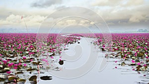 Beautiful lotus flower field at the red lotus sea