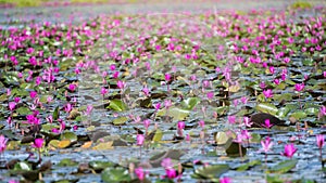 Beautiful lotus flower field at the red lotus sea