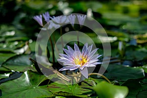 A beautiful lotus flower floating in a pond