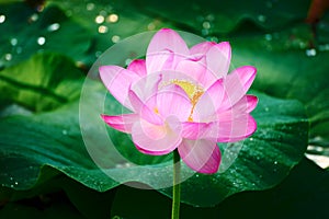 The beautiful lotus flower and green leaves