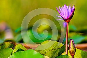 Beautiful Lotus Flower with green leaves and blur green background.