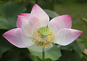 Beautiful lotus flower growing in the pond