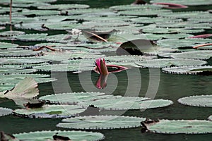 The beautiful lotus flower in the lake with leaf