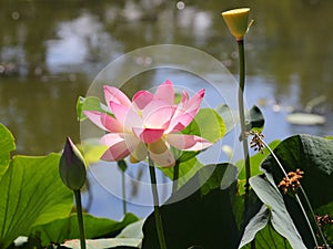Beautiful Lotus flower in a park photo