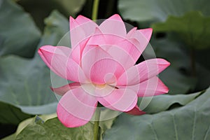 Beautiful lotus flower at the peak of its beauty.