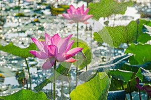Beautiful lotus flower plants blooming on water pond in summer