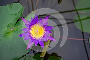 Beautiful lotus flower in the pond