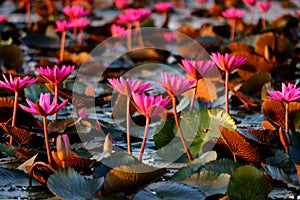 Beautiful lotus flower in pond