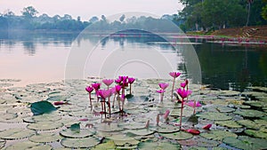 Beautiful Lotus flower in the pond in Angkor Wat complex, Siem Ream Cambodia