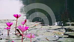 Beautiful Lotus flower in the pond in Angkor Wat complex, Siem Ream Cambodia