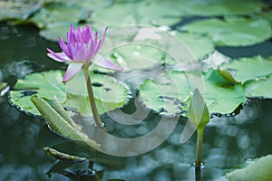 Beautiful Lotus flower in the pool