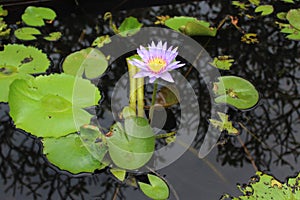 Beautiful lotus flower with purple petals with green broad leaves