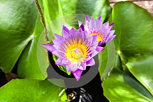 Beautiful lotus flower. Saturated colors and vibrant detail make