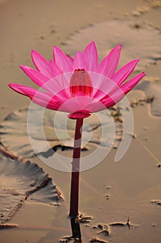 Beautiful lotus flower at sunrise ,Cambodia