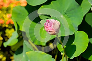 Beautiful Lotus flower photo