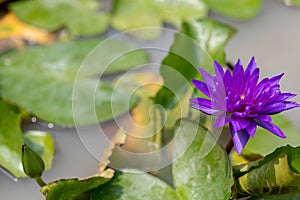Beautiful lotus flower on water