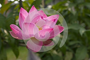 Beautiful lotus flower in water on blurred background
