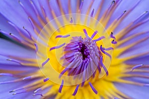 Beautiful lotus flower or waterlily