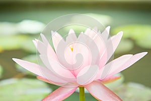Beautiful Lotus flower or waterlily in pond