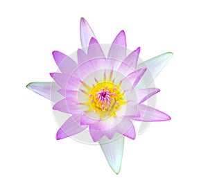 Beautiful lotus flower on white