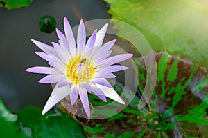 Beautiful Lotus Flower with Yellow stamen ,Green leaf in pond and sunlight