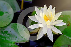 Beautiful Lotus Flower with Yellow stamen ,Green leaf in pond and sunlight