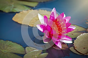 Beautiful Lotus Flower with Yellow stamen ,Green leaf in pond and sunlight